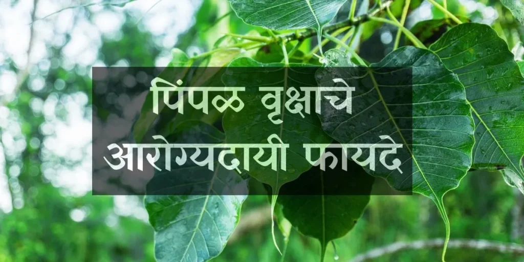 Peepal Tree Benefits in Marathi