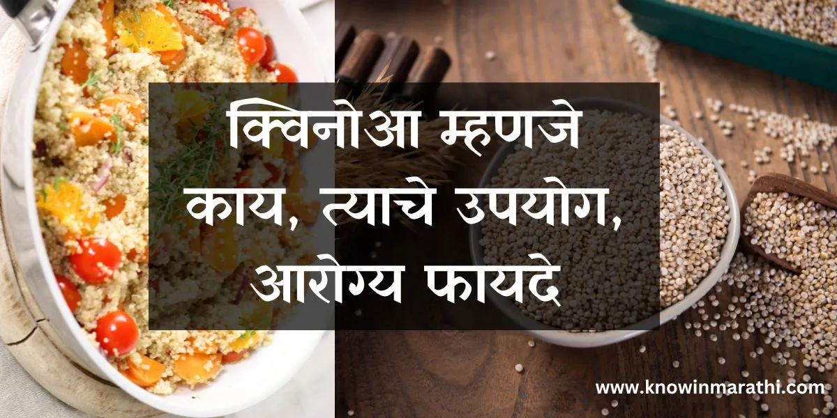 Quinoa-in-Marathi