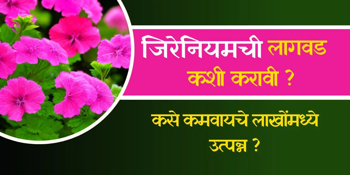 geranium farming in Marathi (1)