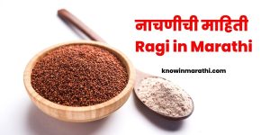 Ragi in Marathi